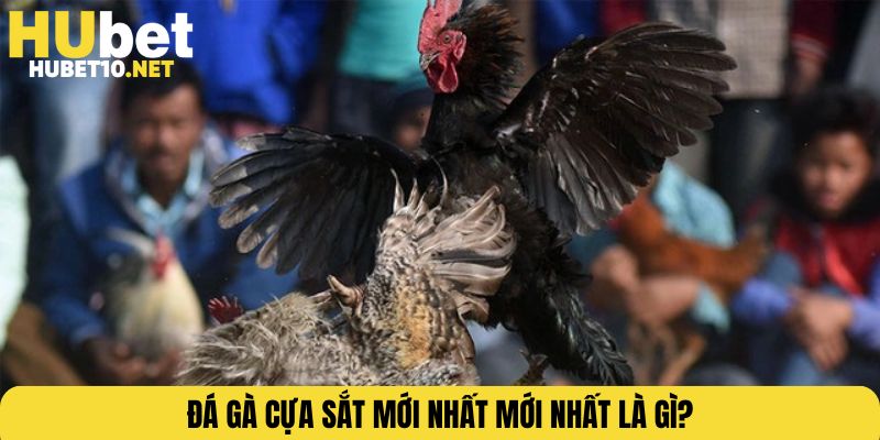 Đá gà cựa sắt mới nhất mới nhất là gì?